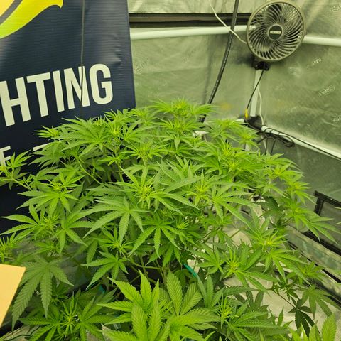 The Queen S1 #2 growlog timeline photo