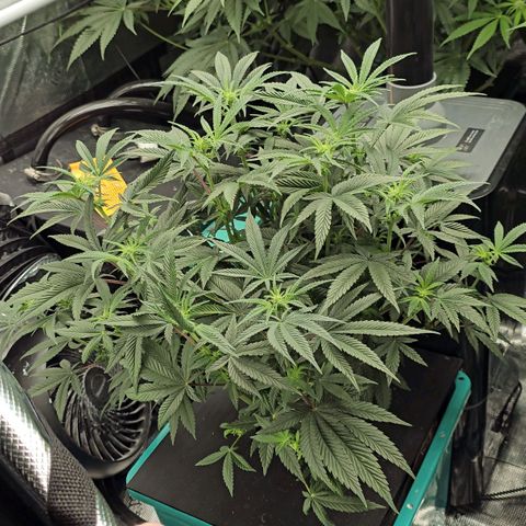 Hate Crime #1 growlog in Curing tent old grows
