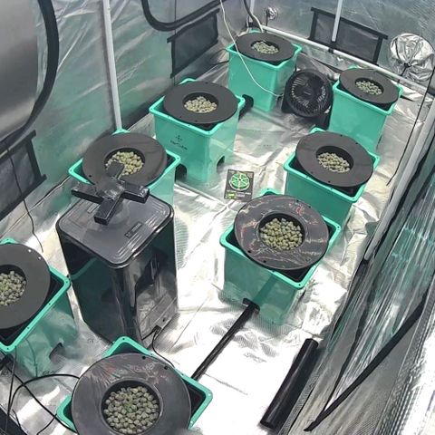 Jelly Breath S1 #6 growlog timeline photo