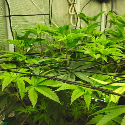 Jelly Breath S1 #1 growlog in 5x5