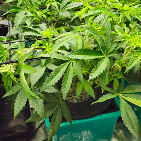 Jelly Breath S1 #3 growlog timeline photo