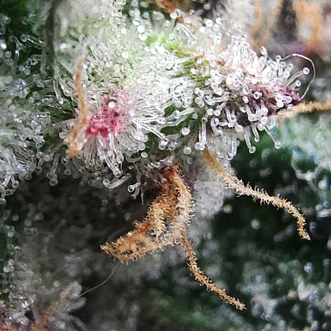 Jelly Breath S1 #2 growlog photo: Showing pink