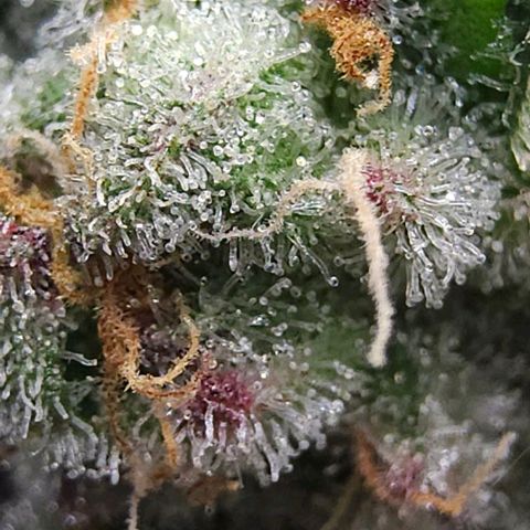 Jelly Breath S1 #2 growlog photo: Showing pink