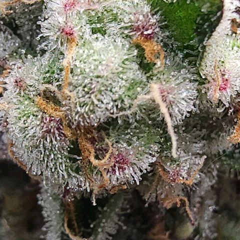 Jelly Breath S1 #2 growlog photo: Showing pink