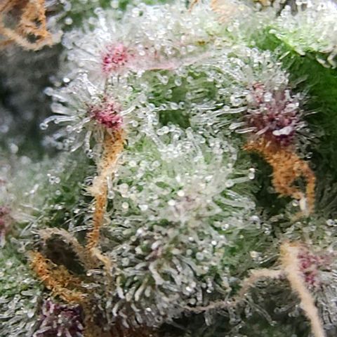 Jelly Breath S1 #2 growlog photo: Showing pink