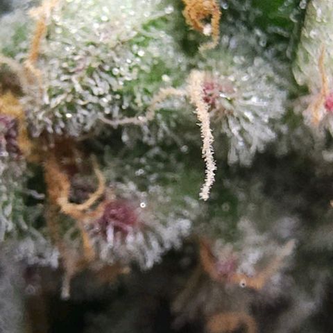 Jelly Breath S1 #2 growlog photo: Showing pink