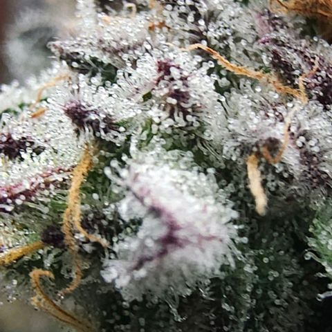 Jelly Breath S1 #4 growlog photo: Showing purple 