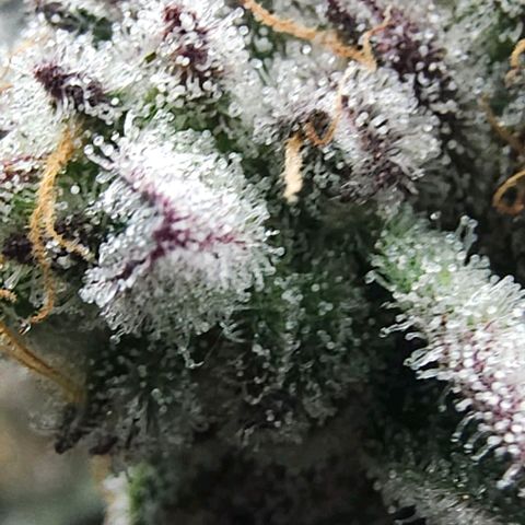 Jelly Breath S1 #4 growlog photo: Showing purple 
