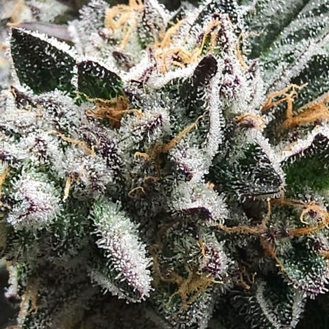 Jelly Breath S1 #4 growlog photo: Showing purple 