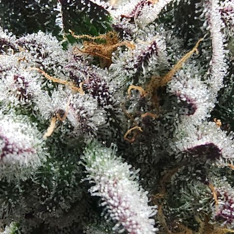 Jelly Breath S1 #4 growlog photo: Showing purple 