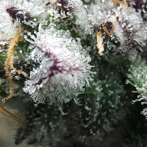 Jelly Breath S1 #4 growlog photo: Showing purple 