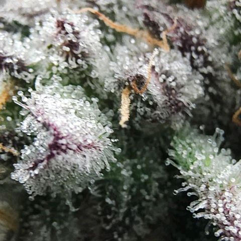 Jelly Breath S1 #4 growlog photo: Showing purple 