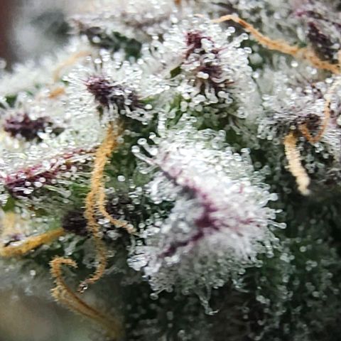 Jelly Breath S1 #4 growlog photo: Showing purple 