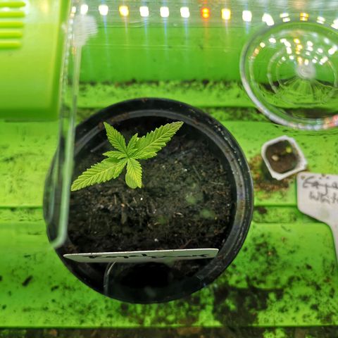 Royal Dwarf growlog timeline photo