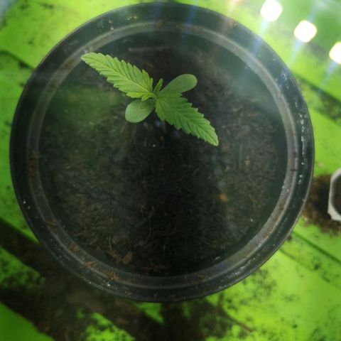Royal Dwarf growlog timeline photo