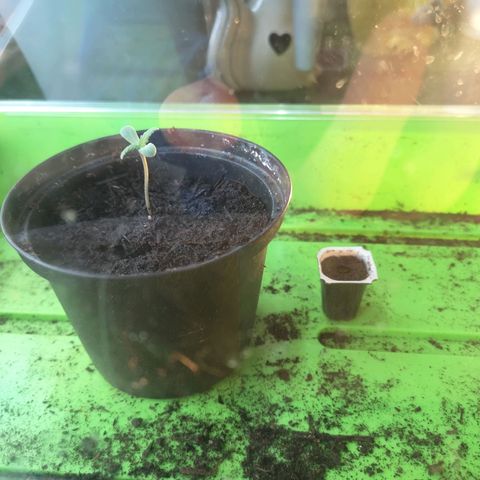 Royal Dwarf growlog timeline photo