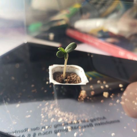 Royal Dwarf growlog timeline photo