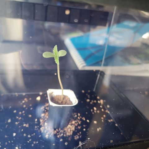Royal Dwarf growlog timeline photo