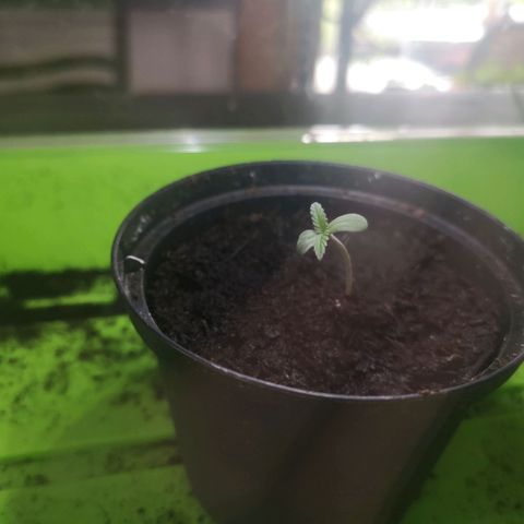 Royal Dwarf growlog timeline photo