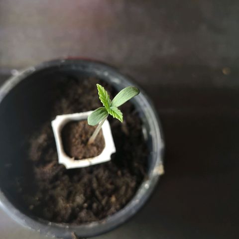 Auto White Widow growlog photo: Umgetopft