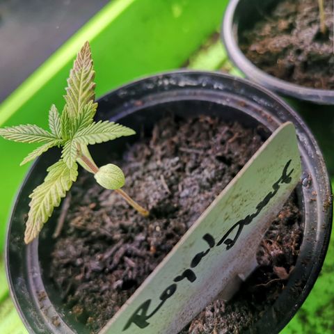 Royal Dwarf growlog timeline photo