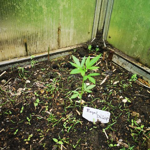 Royal Dwarf growlog timeline photo