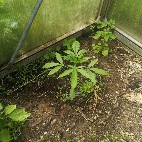 Auto White Widow growlog timeline photo