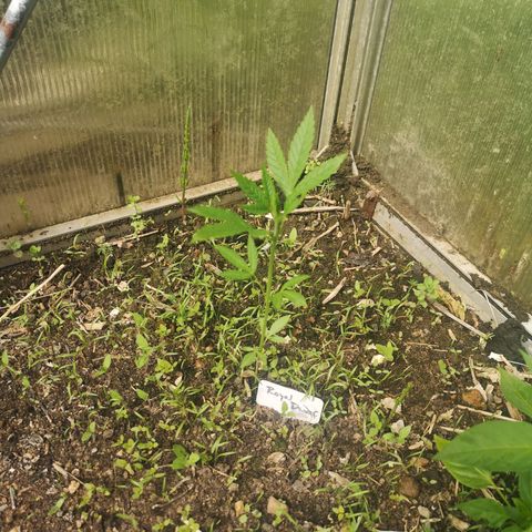 Royal Dwarf growlog timeline photo