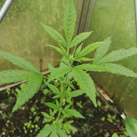 Royal Dwarf growlog photo: Blütenphase 