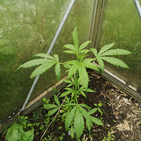 Auto White Widow growlog timeline photo