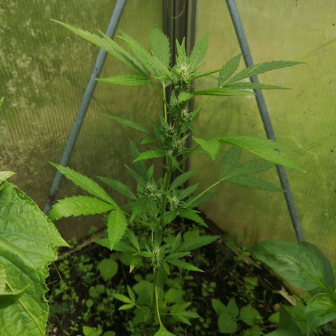 Royal Dwarf growlog timeline photo