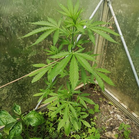 Auto White Widow growlog timeline photo