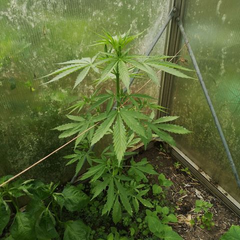 Auto White Widow growlog timeline photo