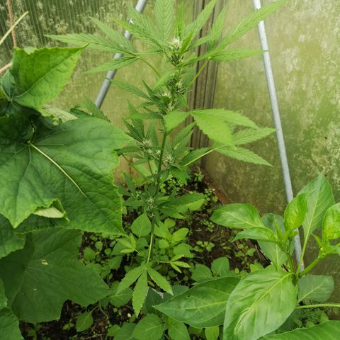 Royal Dwarf growlog timeline photo
