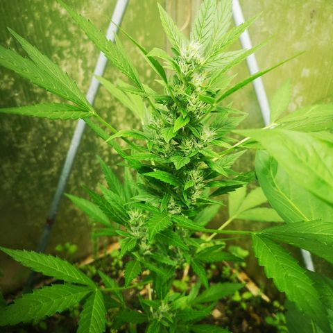 Royal Dwarf growlog timeline photo