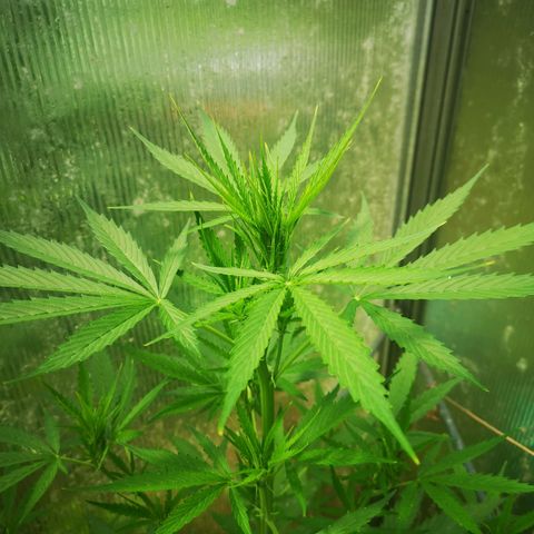 Auto White Widow growlog timeline photo