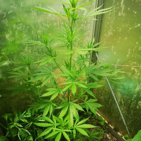 Auto White Widow growlog timeline photo