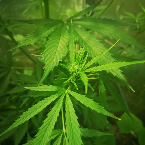 Auto White Widow growlog timeline photo