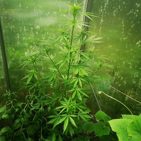 Auto White Widow growlog timeline photo