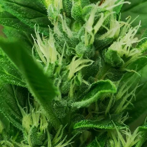 Royal Dwarf growlog timeline photo