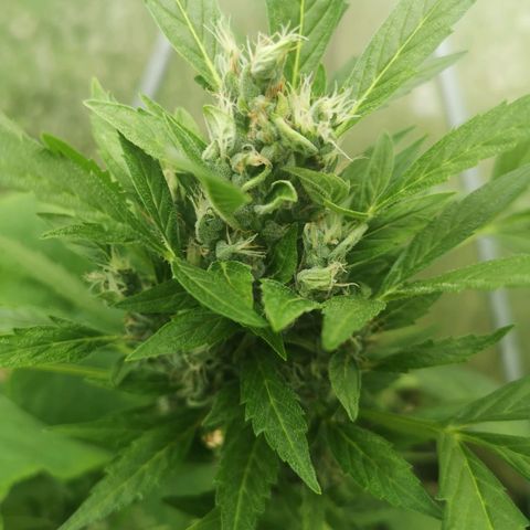 Royal Dwarf growlog timeline photo