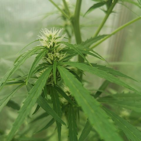 Auto White Widow growlog timeline photo