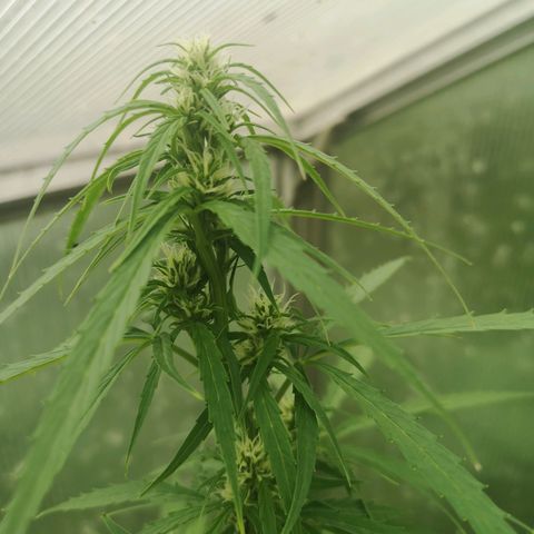 Auto White Widow growlog timeline photo