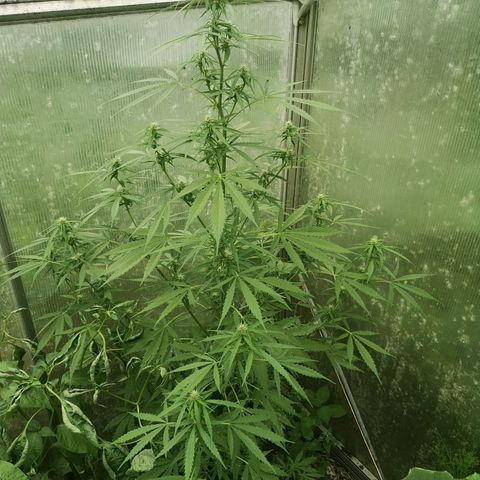 Auto White Widow growlog timeline photo