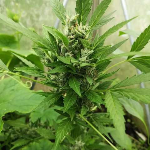 Royal Dwarf growlog timeline photo