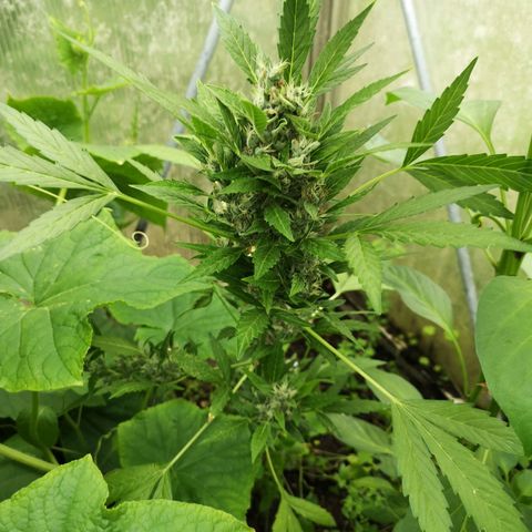 Royal Dwarf growlog timeline photo