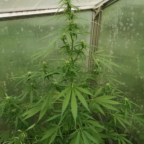 Auto White Widow growlog timeline photo