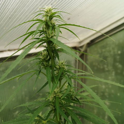Auto White Widow growlog timeline photo