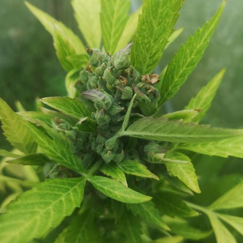 Royal Dwarf growlog timeline photo