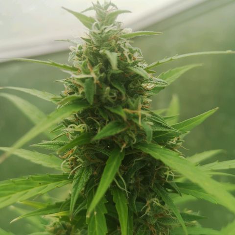 Auto White Widow growlog timeline photo